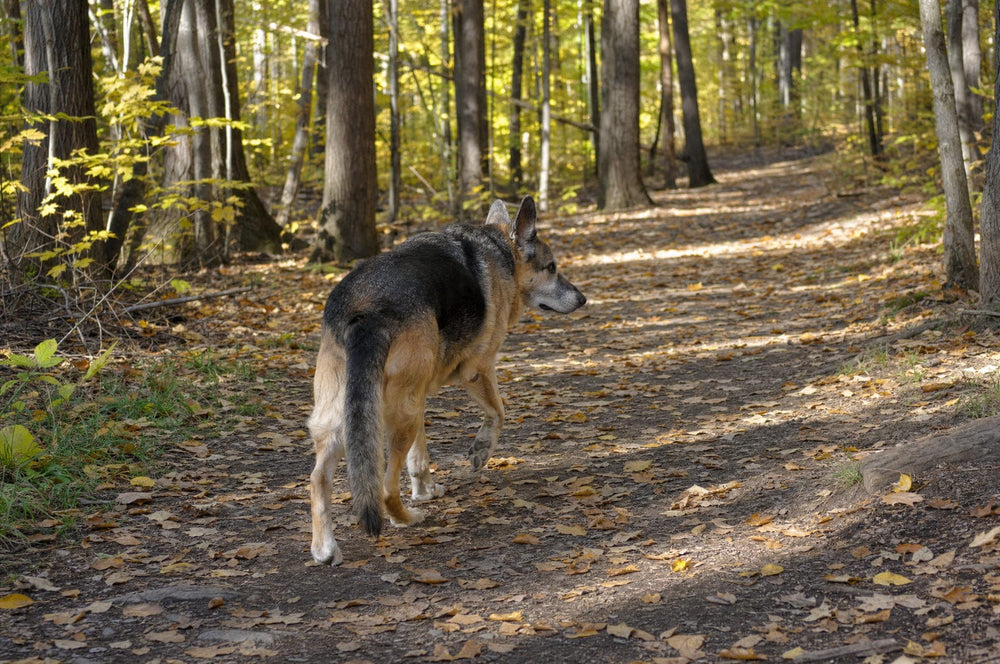 A senior dog walking a woodland trail in dappled autumn light