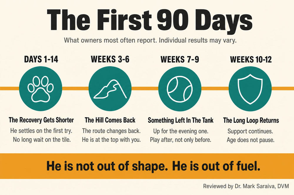 Timeline of the first 90 days: days 1 to 14, weeks 3 to 6, weeks 7 to 9, weeks 10 to 12