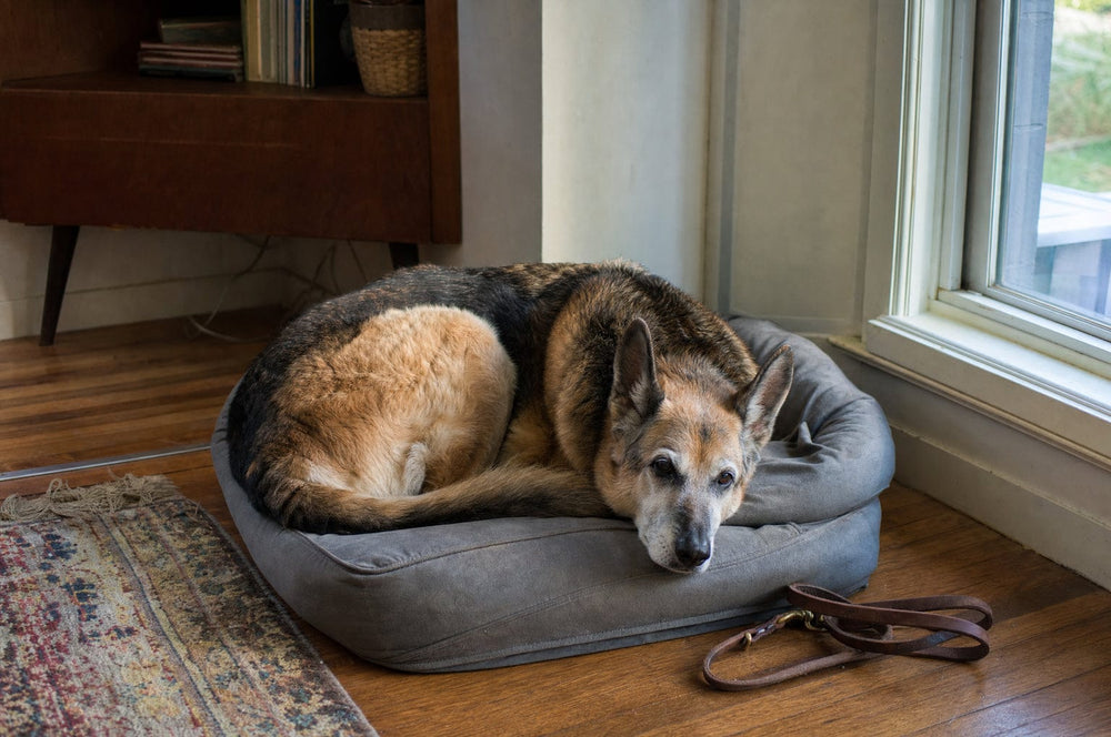 A senior dog settled on his own bed with the leash coiled on the floor beside it