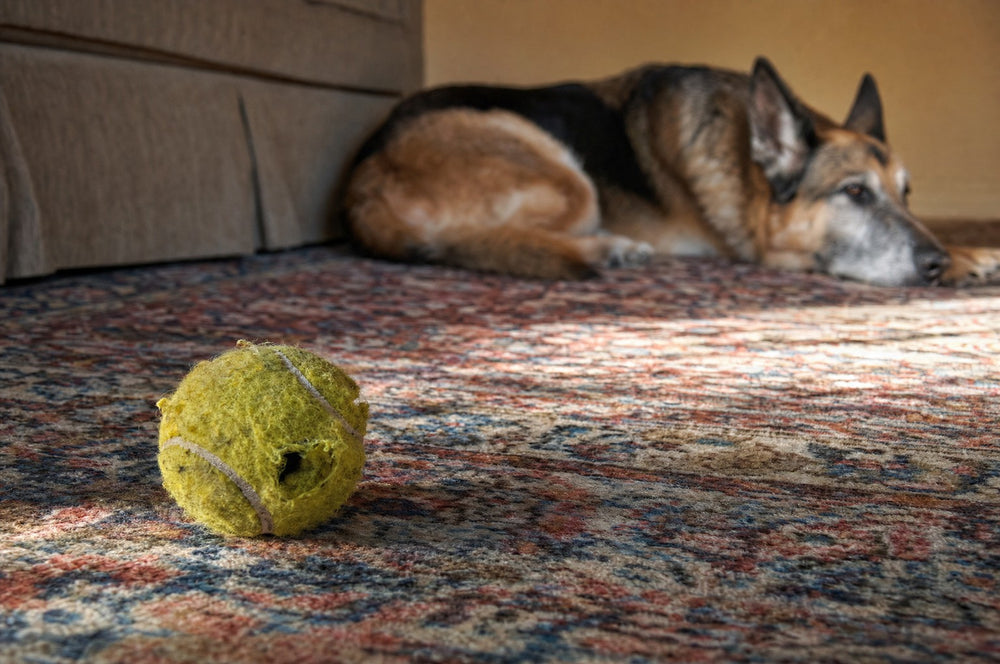An untouched tennis ball on a rug with a senior dog settled behind it