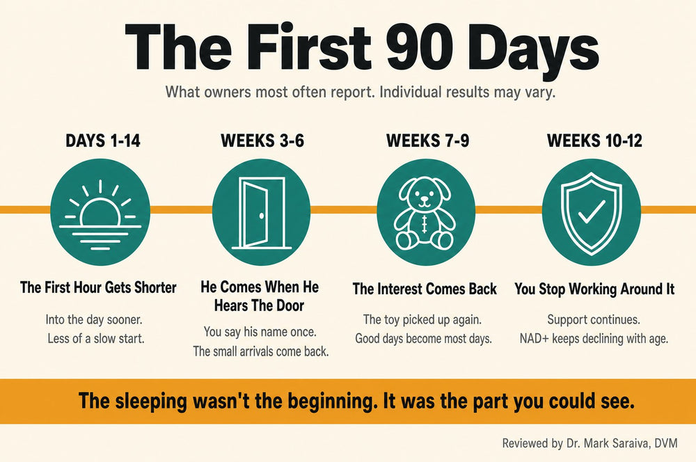 Timeline: The First 90 Days - what owners most often report, individual results may vary