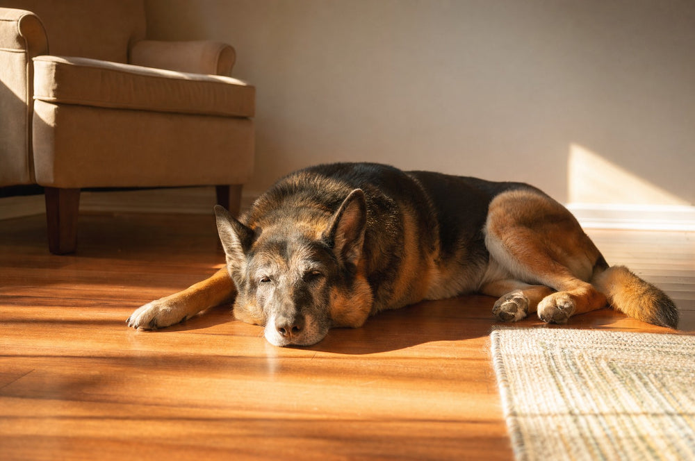 A senior dog stretched out comfortably in a patch of late afternoon sun