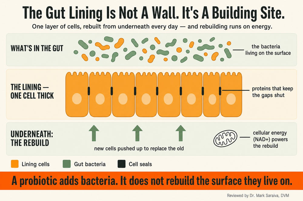 Diagram: the gut lining is one cell thick, sealed by proteins, and rebuilt from underneath using cellular energy