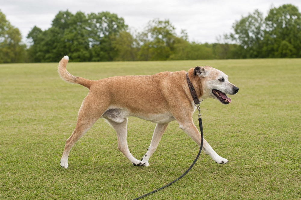 A senior dog trotting easily across open grass with a lead trailing loose