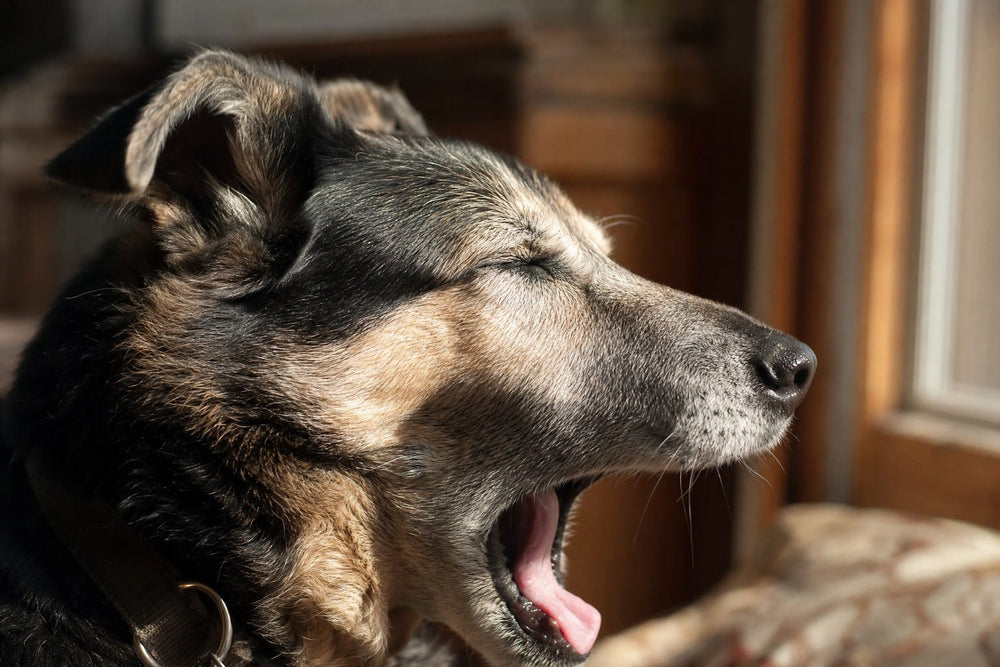 Close-up profile of a senior dog's greying muzzle mid-yawn in warm window light