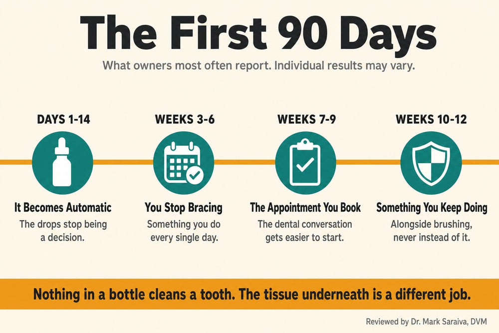 A ninety day timeline of four stages describing how an owner's daily routine changes