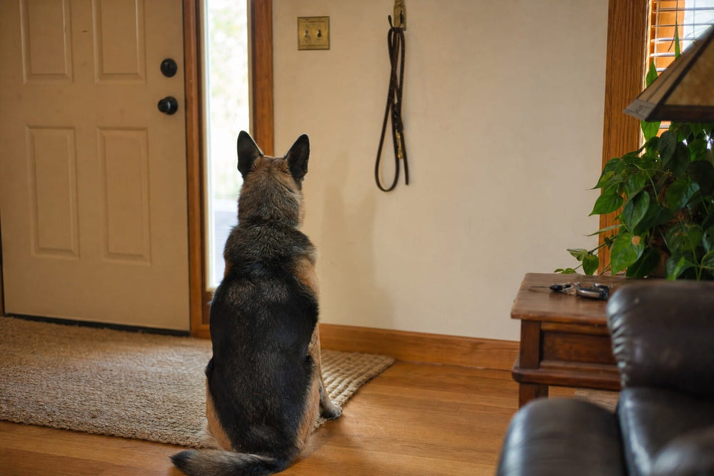 A senior dog sitting facing a closed front door with a leash hanging on a hook above him