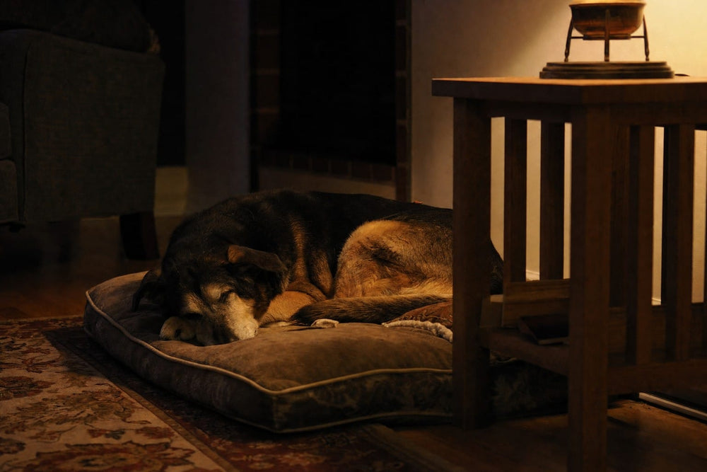 A senior dog asleep on a cushioned dog bed lit by a low warm lamp
