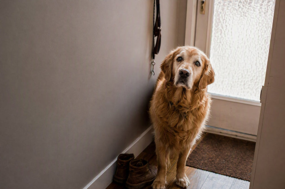 A senior dog waiting at the front door with the leash on its hook