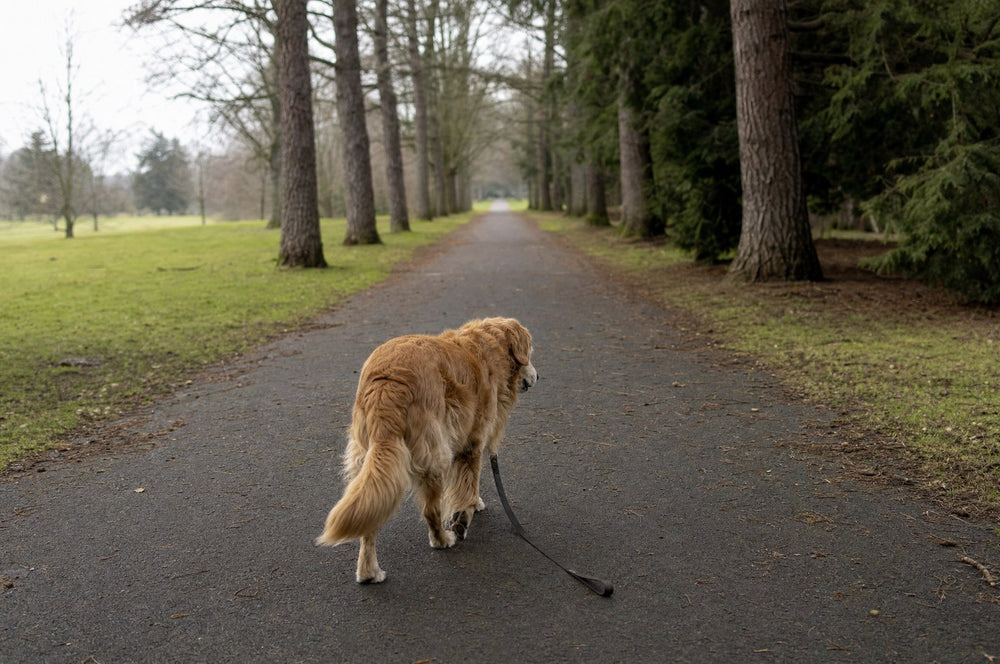 A senior dog walking away down a long tree-lined park path