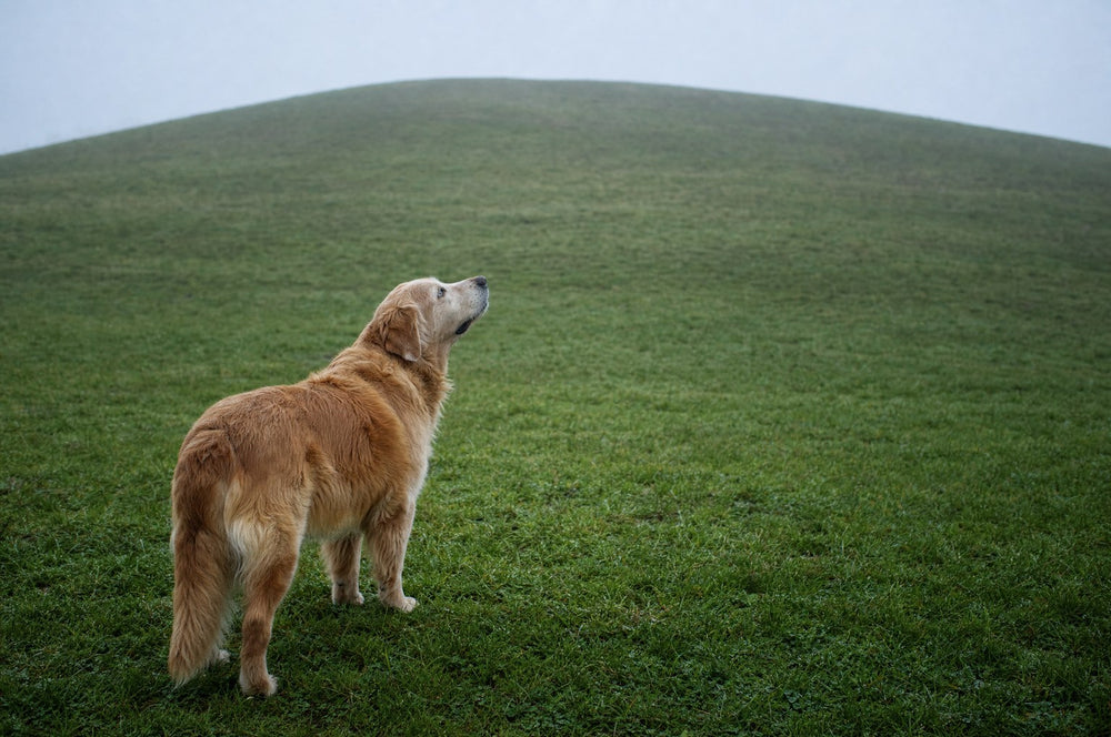 A senior dog at the foot of a grassy slope looking up toward the crest