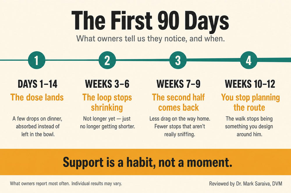 Timeline of the first 90 days: days 1 to 14, weeks 3 to 6, 7 to 9, 10 to 12