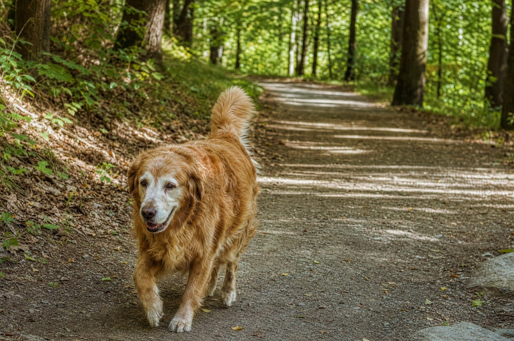 A senior dog on a curving woodland path