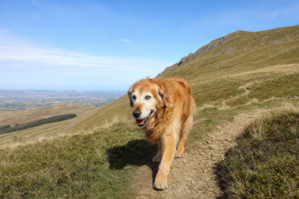 A senior dog partway up a grassy hillside path
