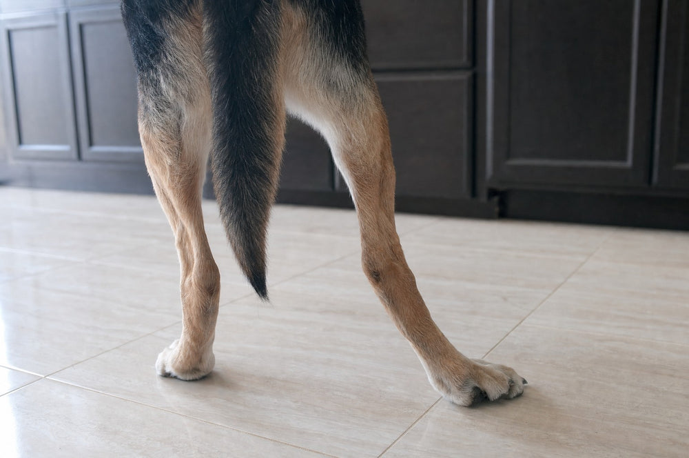 Close view of a senior dog's hind legs and back paws on a slick kitchen tile floor