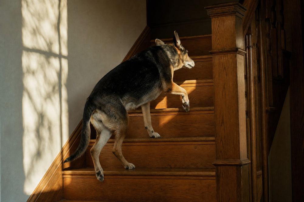 A senior dog mid-climb on an indoor wooden staircase, back leg pushing off a tread