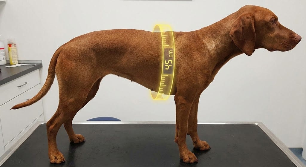 Hund mit sichtbarer Taille liegt entspannt am Boden