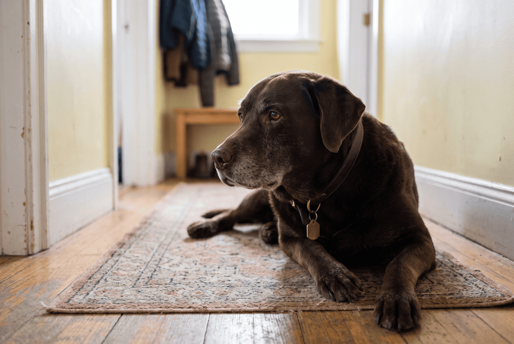 Senior chocolate Labrador lying settled on a hallway rug in early morning light