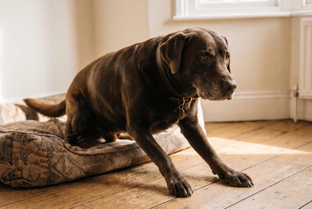 Senior chocolate Labrador part-way through getting up off his bed in morning light