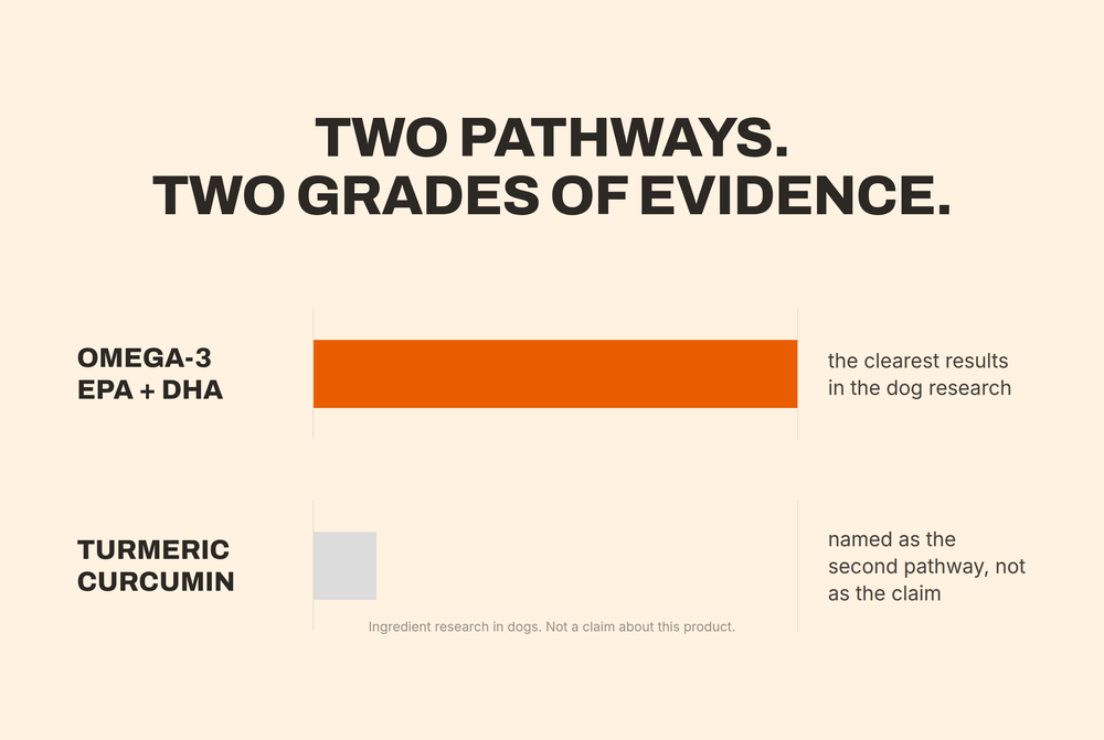 Chart: two pathways, two grades of evidence - omega-3 versus turmeric curcumin