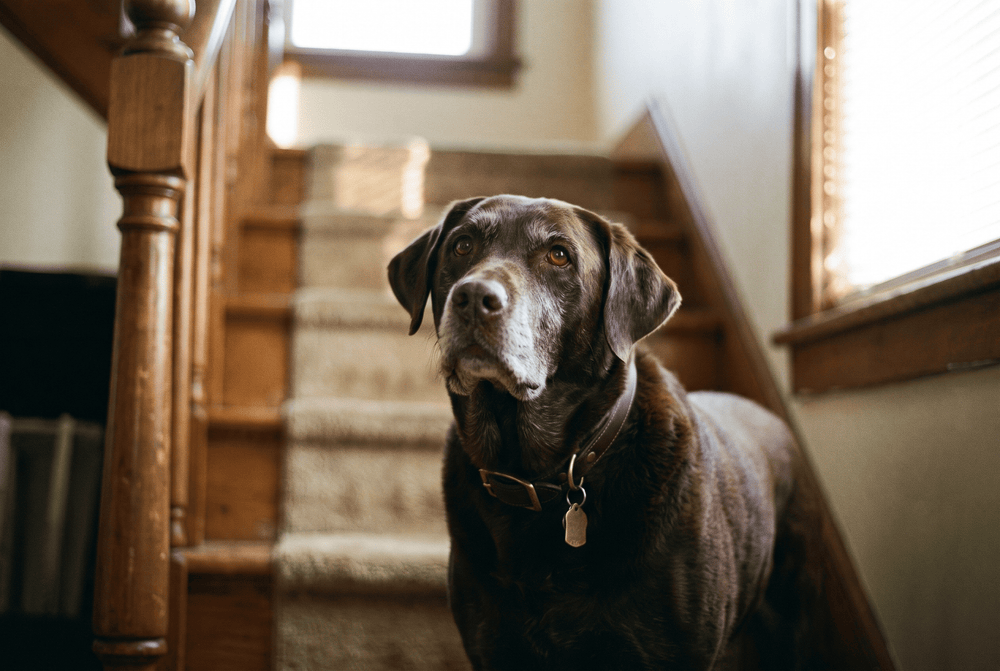 Senior chocolate Labrador standing squarely at the foot of the stairs in morning light