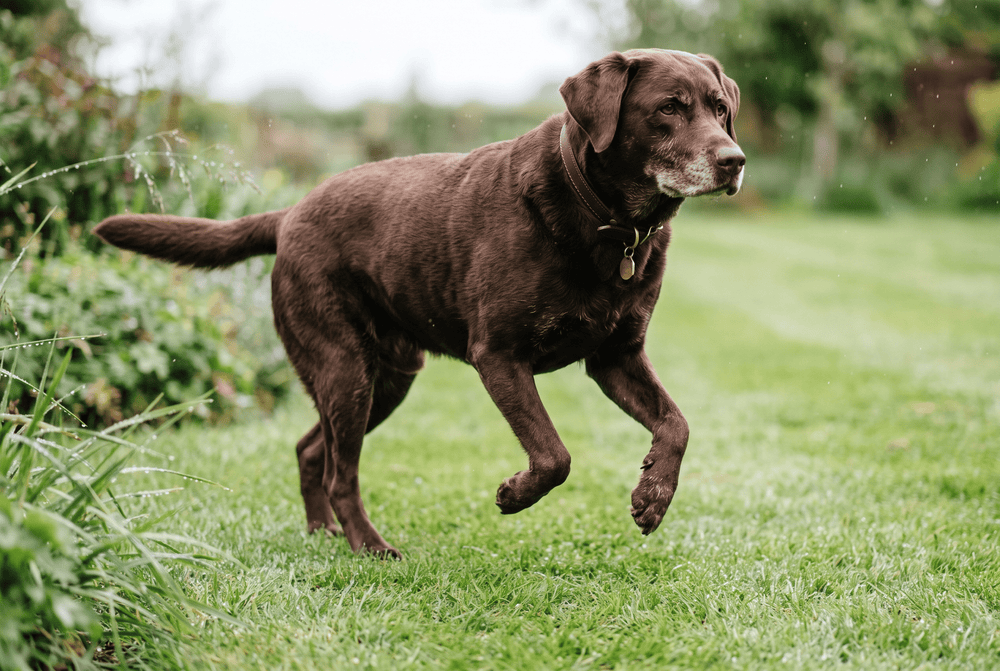 Senior chocolate Labrador trotting across dewy grass on a bright morning