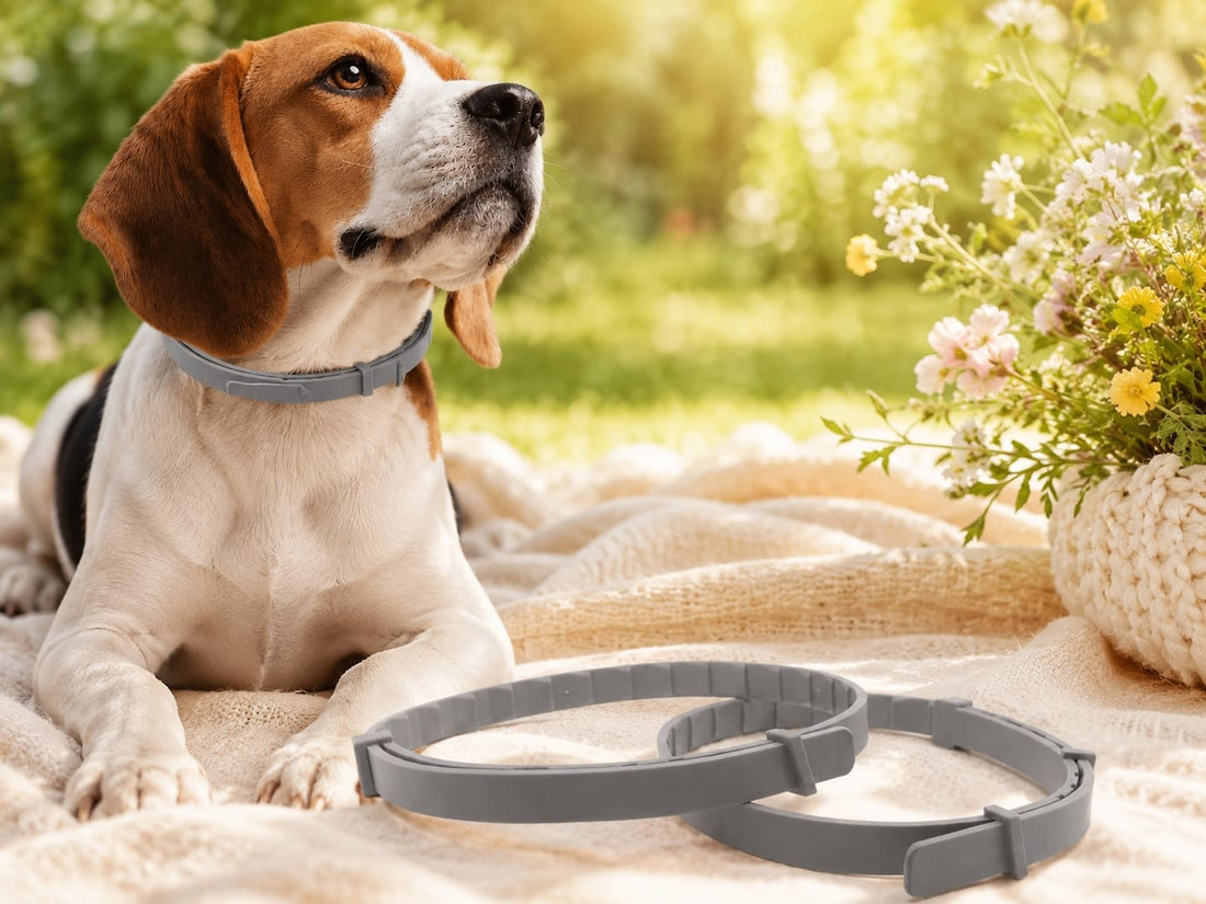 Pawprint Repellent Collar, the free gift with first order