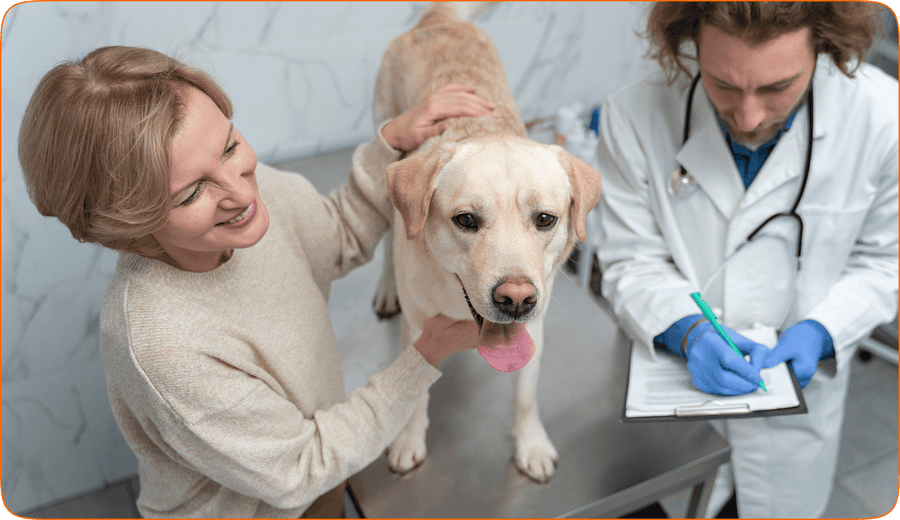 Hund wird in der Tierarztpraxis untersucht