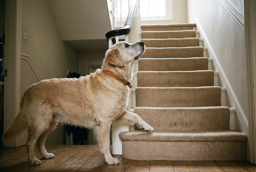 An older dog stopped at the bottom of a carpeted staircase, looking up and not climbing