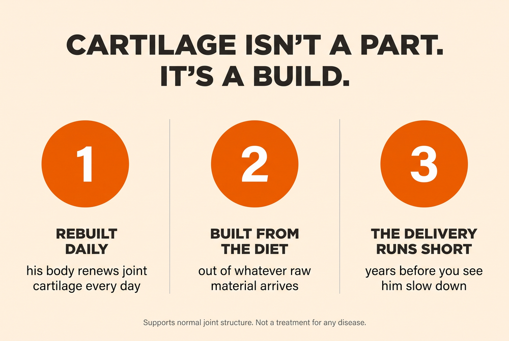 Diagram: cartilage is a daily rebuild, built from the diet, and the delivery runs short years before a dog slows down