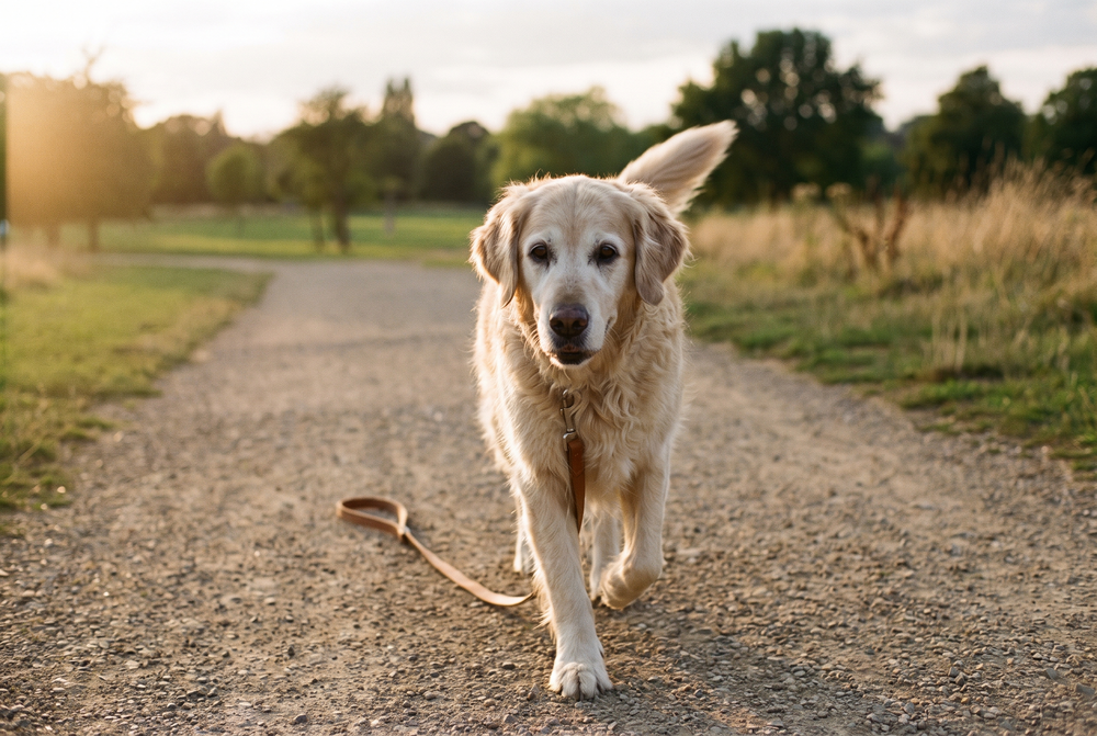 A greying senior dog trotting easily along a gravel park path in golden light
