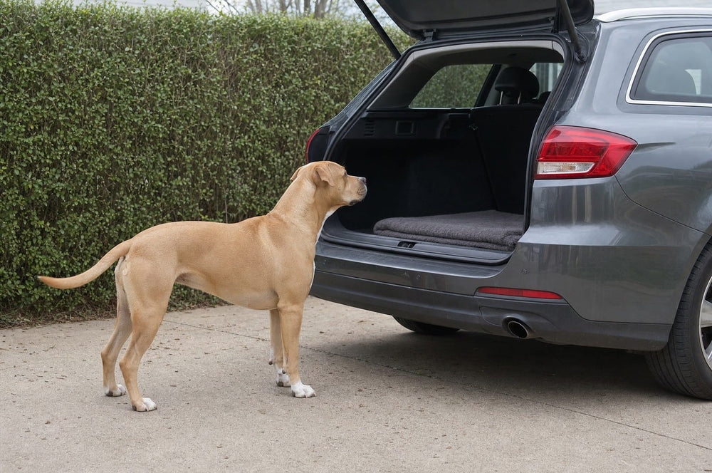 A pit bull standing at the open boot of a car on a driveway, deciding whether to jump in