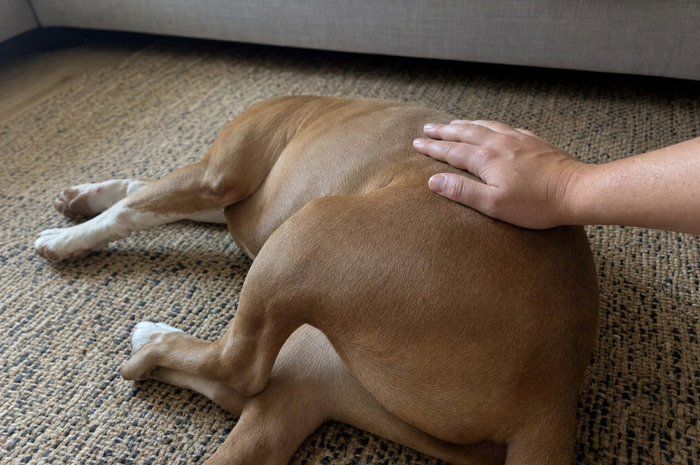 A hand resting flat on the hip of a pit bull lying on a living-room rug