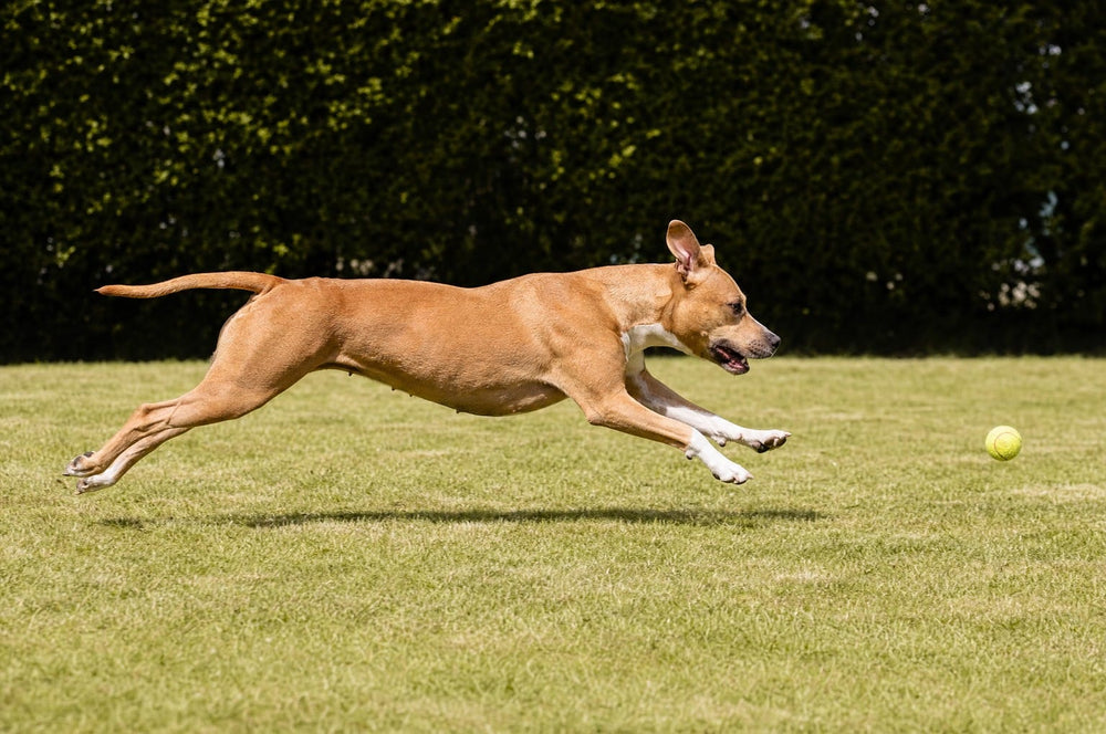 A pit bull running flat out across a lawn after a tennis ball