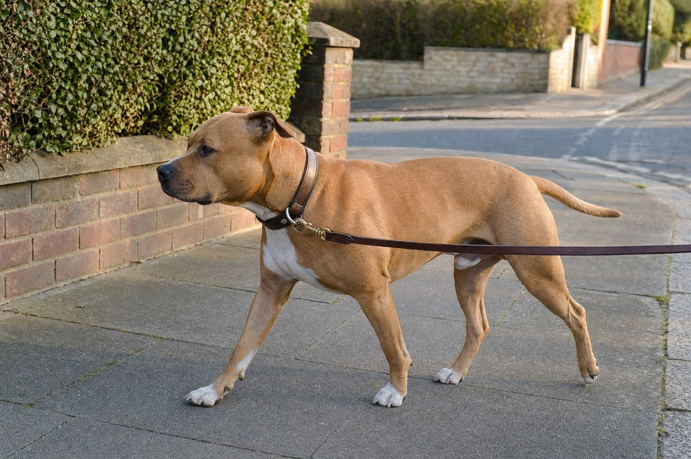 A pit bull walking along a quiet pavement on a lead in morning light