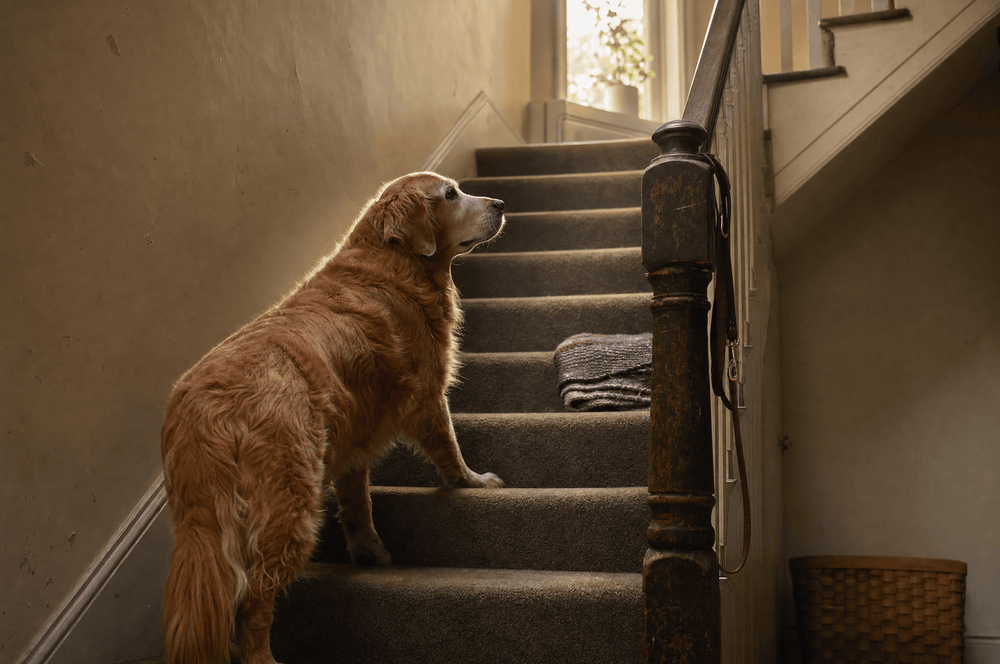 m2_16_stairs.png