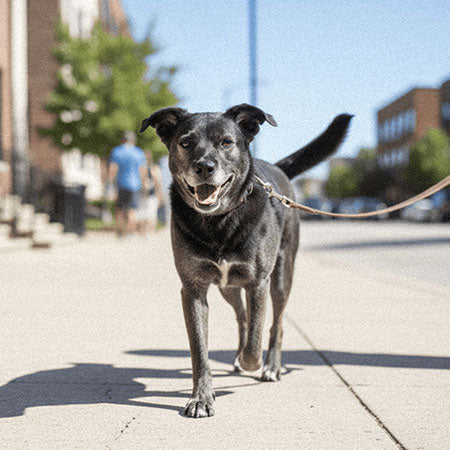 Pawprint Wellness Protocol