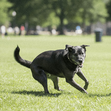Pawprint Wellness Protocol