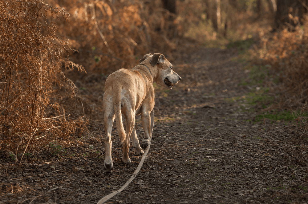 A senior dog trotting away along a woodland path in late afternoon light