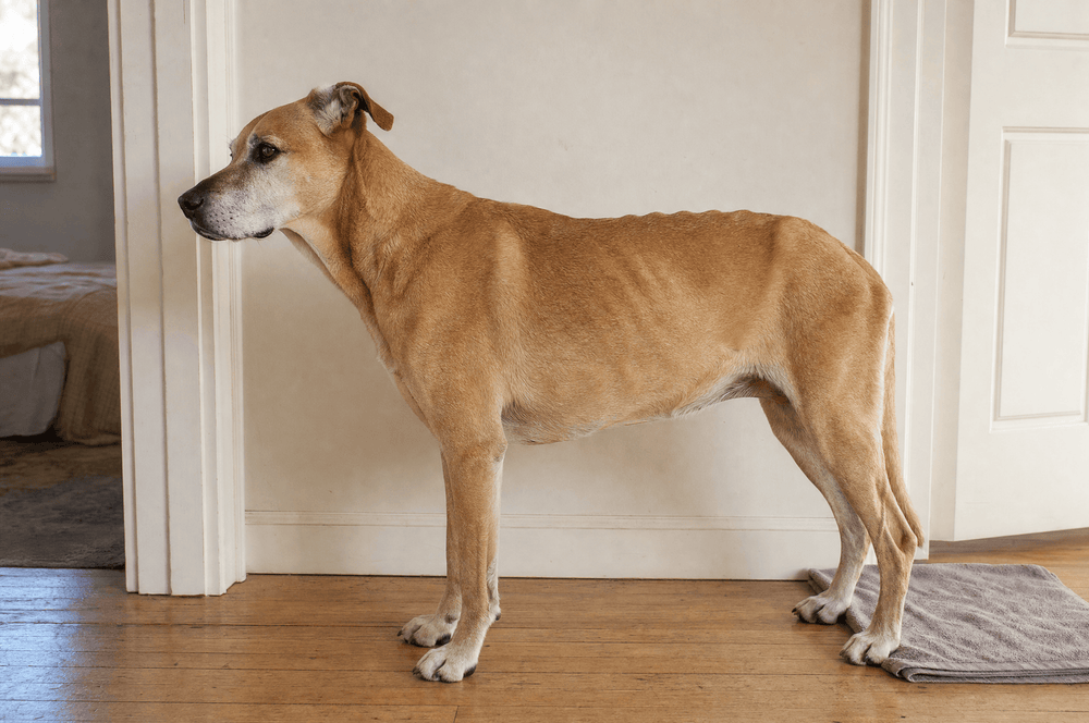 A senior dog standing square side-on in a hallway doorway, like a reference photograph