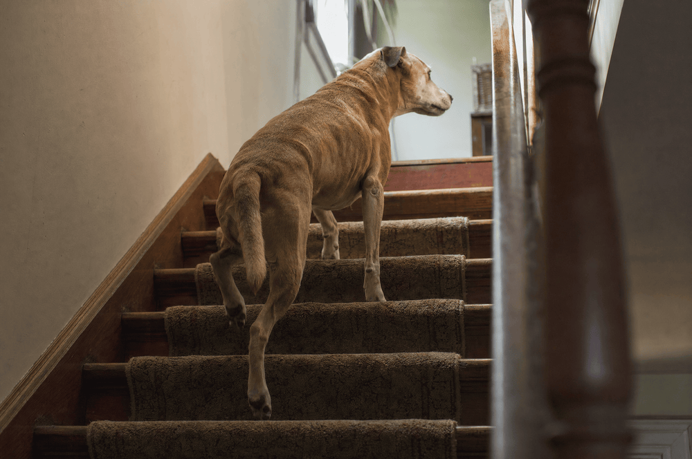A senior dog mid-stride halfway up a set of wooden stairs