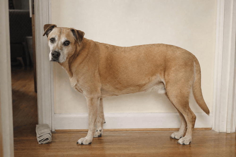 The same senior dog in the same doorway twelve weeks later, framed identically