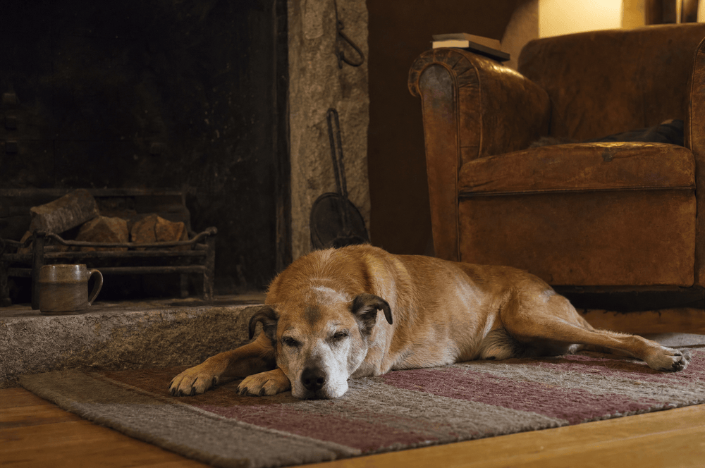 A senior dog stretched out relaxed on a wool rug by an unlit fireplace in the evening