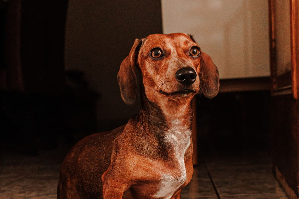 A red dapple Dachshund sitting alertly inside a home.