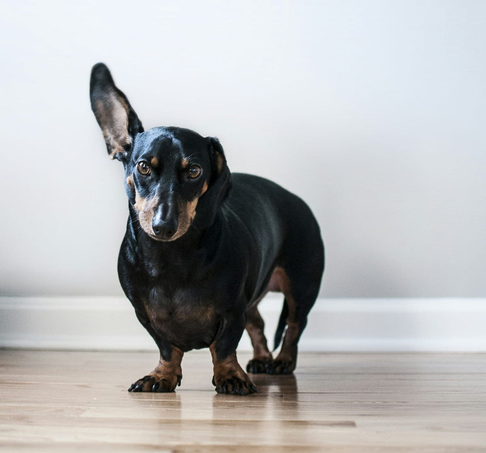 An adult-looking black-and-tan Dachshund standing on a wooden floor.