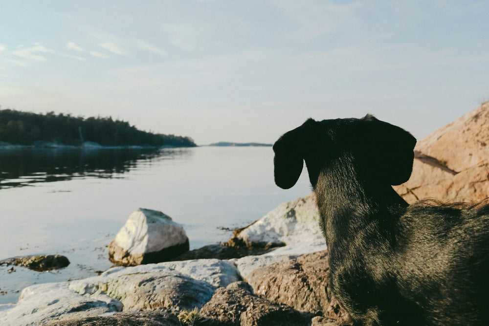 A Dachshund looking out across calm water from a rocky shore.