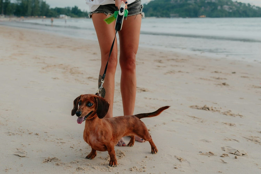 A red smooth-coated Dachshund on a beach walk beside its caretaker.