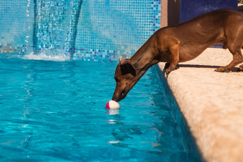 A red smooth-coated Dachshund investigating a ball beside a pool.