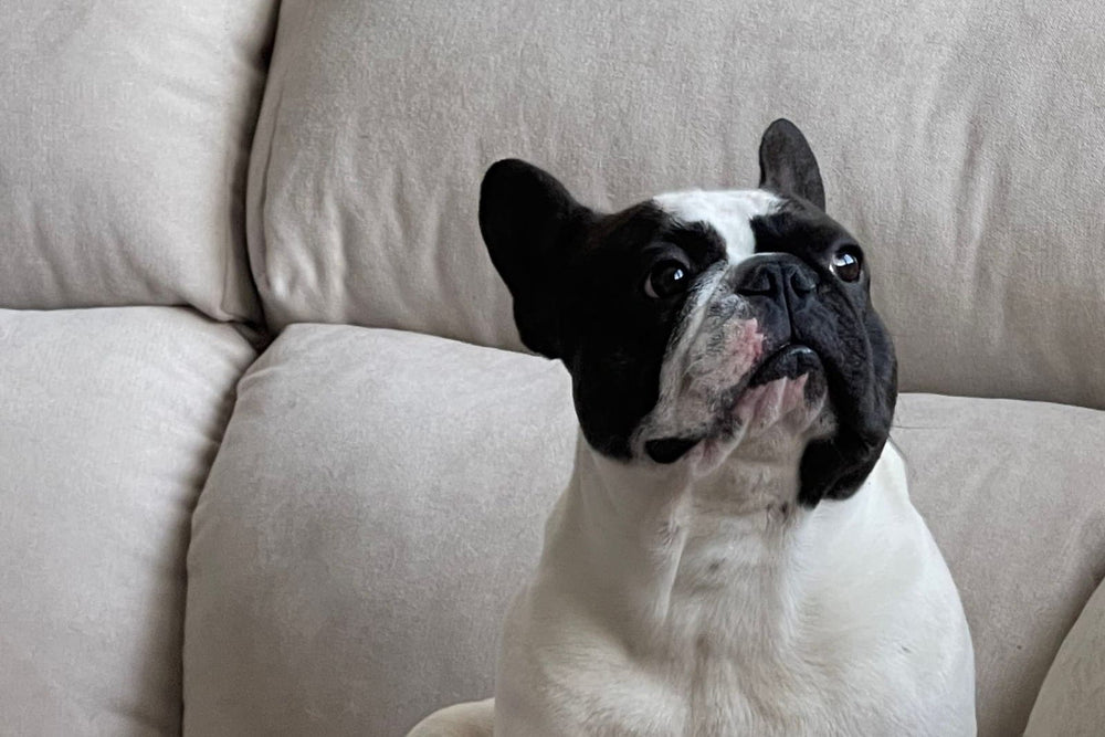 A French Bulldog sitting attentively on a sofa