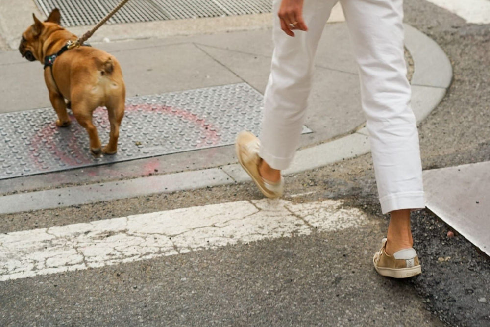 A woman walking a French Bulldog on a city sidewalk